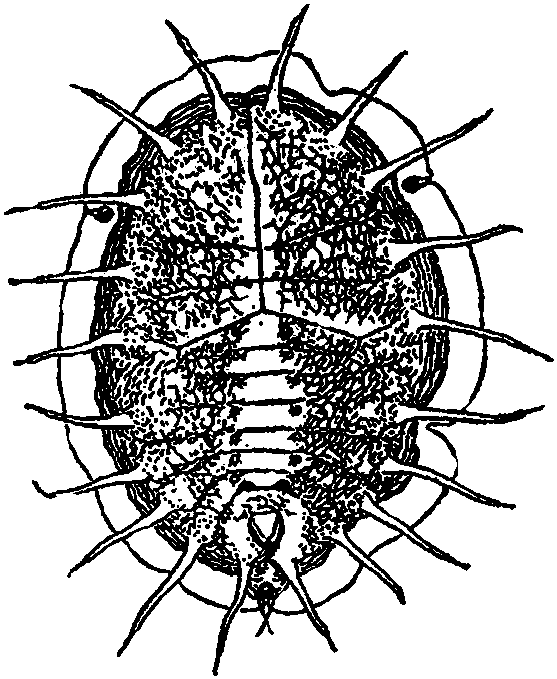 7.草莓粉虱